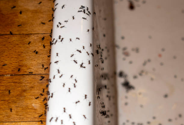 Best Pest Control for Businesses  in Twinsburg, OH