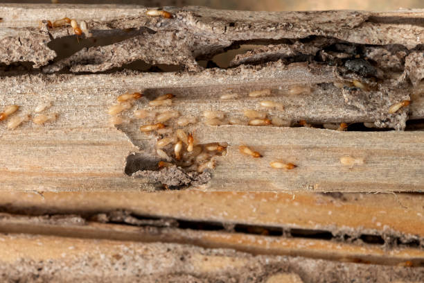 Best Pest Removal Services  in Twinsburg, OH
