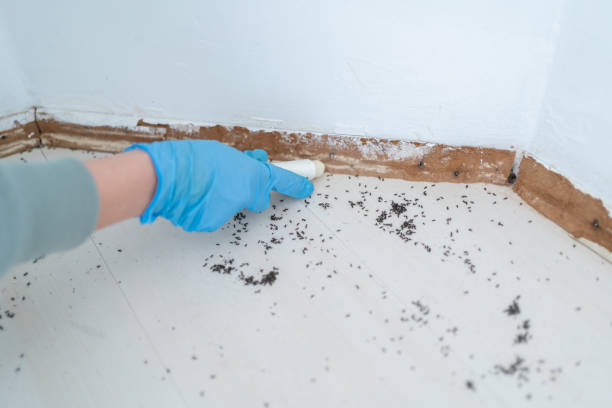 Best Affordable Pest Control Services  in Twinsburg, OH